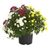 Herbst Chrysanthemen-Trio