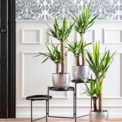 Dehner Keramik-Übertopf Rosella, Bauchig, Silber 8 Dehner Keramik-Übertopf Rosella, Bauchig, Silber -Angebote Biohort Store 8286114 WE MO 001 Yucca Monatspflanze Dez2021