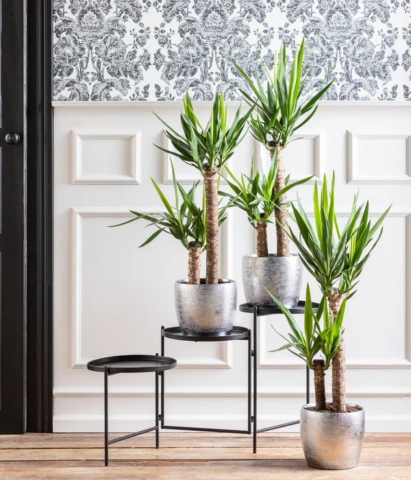 Dehner Keramik-Übertopf Rosella, Bauchig, Silber 5 Dehner Keramik-Übertopf Rosella, Bauchig, Silber – Bild 3