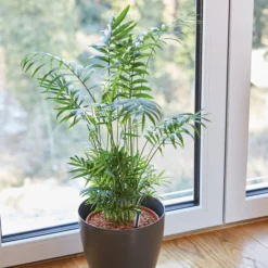 Seramis Spezialsubstrat Für Palmen, 7 L -Angebote Biohort Store 8475907 WE MO 004 SeramisPalmenGranulat7L