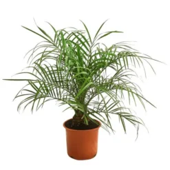 Zwergdattelpalme - Phoenix Roebelenii