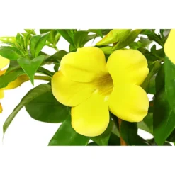 Goldtrompete, Spalier 5 Goldtrompete, Spalier -Angebote Biohort Store 8501801 PR DE 001 AllamandaAmamdaGelbT20DehnerExpressHerzig