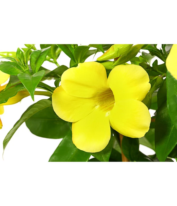 Goldtrompete, Spalier 4 Goldtrompete, Spalier – Bild 2