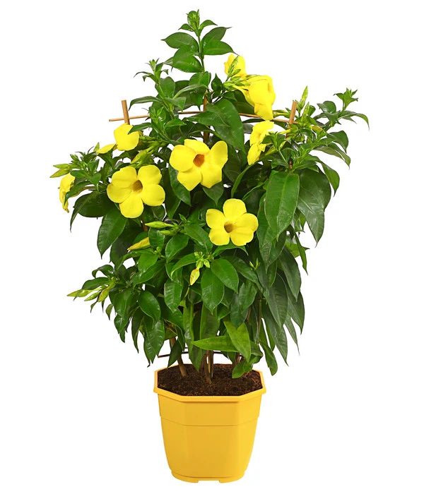 Goldtrompete, Spalier 3 Goldtrompete, Spalier