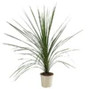 Keulenlilie - Cordyline Indivisa -Angebote Biohort Store 8508889 WE FS 001 CordylineIndivisaT20KeulenlilieDehnerExpressHerzig