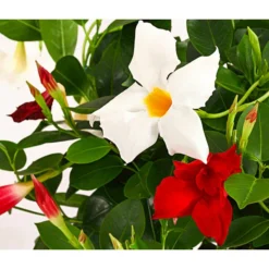 Dipladenien-Duo Im Blumenkasten -Angebote Biohort Store 8509986 PR DE 001 DipladeniaTwinKasten40DehnerExpressHerzig