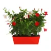 Dipladenien-Duo Im Blumenkasten -Angebote Biohort Store 8509986 PR FS 002 DipladeniaTwinKasten40DehnerExpressHerzig