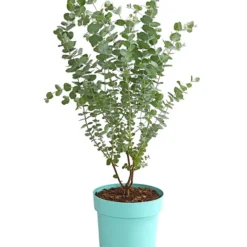 Mostgummi-Eukalyptus 'Azura'