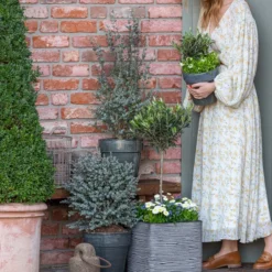 Vergissmeinnicht 'Myomark' -Angebote Biohort Store 8512238 WE MO 001 EukylaptusOlive