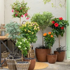 Margerite, Stämmchen, Weiß -Angebote Biohort Store 8516700 WE MO 001 Hibiskus 1