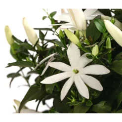 Afrikanischer Jasmin -Angebote Biohort Store 8550535 WE DE 001 JasminumMultipartitumT19AfrikanischerJasmin