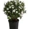 Afrikanischer Jasmin -Angebote Biohort Store 8550535 WE FS 001 JasminumMultipartitumT19AfrikanischerJasmin