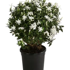Afrikanischer Jasmin