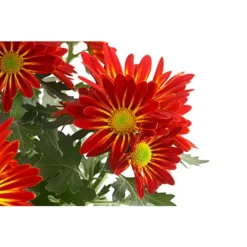 Chrysantheme 'Cirus' -Angebote Biohort Store 8582678 PR DE 001 ChrysanthCirusDehnerExpressHerzig