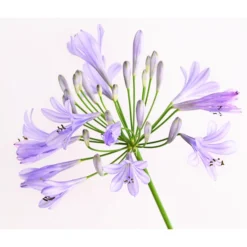 Schmucklilie -Angebote Biohort Store 8583031 WE DE 002 AgapanthusBlauT13