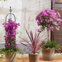 Drillingsblume, Pyramide/Spalier -Angebote Biohort Store 8583684 8684482 WE MO 003 KuebelpflanzenBougainvilleaCordyline