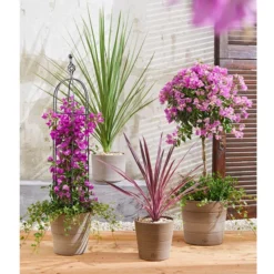 Drillingsblume, Ministamm -Angebote Biohort Store 8583684 PR MO 001 KuebelpflanzenBougainvilleaCordyline 8684482