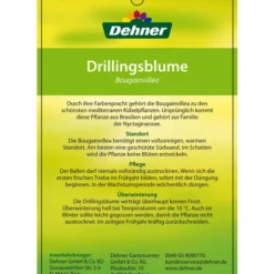 Drillingsblume, Ministamm -Angebote Biohort Store 8583700 DrillingsblumeStamm 28012016 2