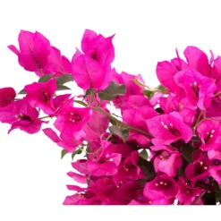 Drillingsblume 'Renate', Spalier -Angebote Biohort Store 8583858 WE DE 001 BougainvilleRenatePyramideT23