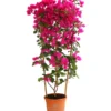 Drillingsblume 'Renate', Spalier -Angebote Biohort Store 8583858 WE FS 001 BougainvilleRenatePyramideT23DehnerExpressHerzig
