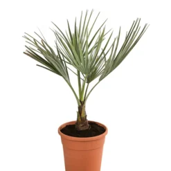 Blaue Hesperiden-Palme