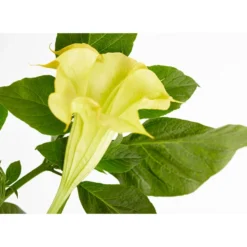 Engelstrompete -Angebote Biohort Store 8583932 PR DE 001 BrugmansiaMixBuschT24DehnerExpressZS