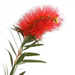 Zylinderputzer, Busch -Angebote Biohort Store 8584054 WE DE 001 CallistemonBuschT18DehnerExpressHerzig