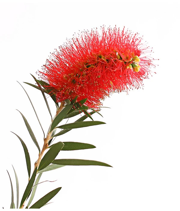 Zylinderputzer, Busch – Bild 2