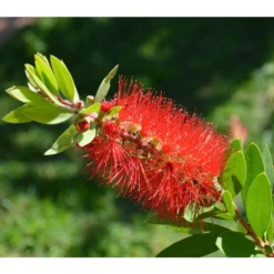 Zylinderputzer, Busch -Angebote Biohort Store 8584054 WE DE 001 CallistemonLaevisPixabay 1