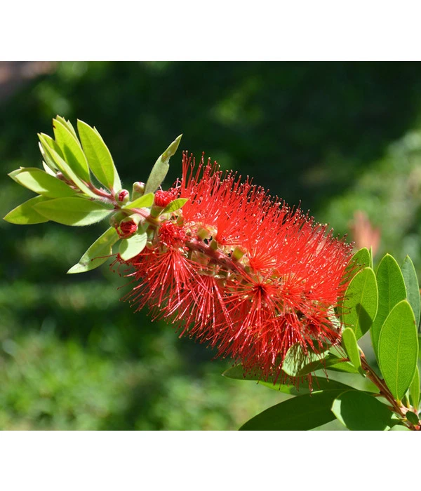 Zylinderputzer, Busch – Bild 3