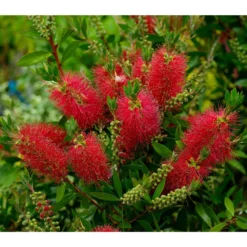 Zylinderputzer, Busch -Angebote Biohort Store 8584054 WE MO 001 CallistemonLaevisPixabay