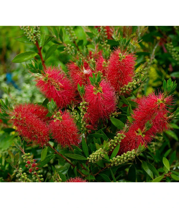 Zylinderputzer, Busch – Bild 4