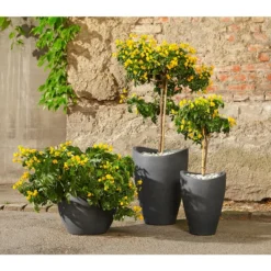 Gewürzrinde, Busch -Angebote Biohort Store 8584153 8584138 8584203 PR MO 001 Cassia