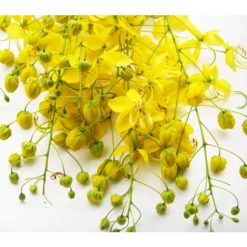 Gewürzrinde, Busch -Angebote Biohort Store 8584153 PR DE CassiaSennaGewuerzrindePixabay