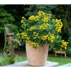 Gewürzrinde, Busch -Angebote Biohort Store 8584153 PR MO 001 CassiaSennaGewuerzrindeTerrakottaTopfRund3tlg