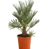 Blaue Zwergpalme -Angebote Biohort Store 8584401 WE FS 001 ChamaeropsHumillisOWCeriferaT18DehnerExpressHerzig