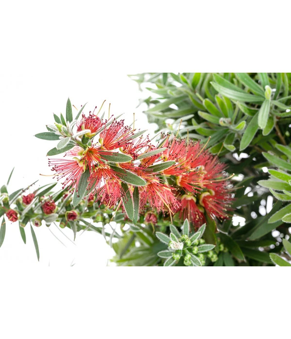 Zylinderputzer, Halbstamm – Bild 3