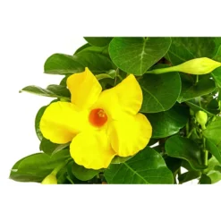 Dipladenie 'Diamantina®', Pyramide -Angebote Biohort Store 8585309 WE DE 001 DipladenieDiamantinaGelbPyramide