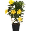 Dipladenie 'Diamantina®', Pyramide -Angebote Biohort Store 8585309 WE FS 001 DipladeniaGelb