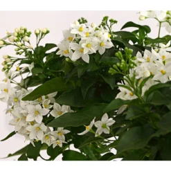 Jasminblütiger Nachtschatten, Herz -Angebote Biohort Store 8585994 PR DE 001 SolanumJasminoidesSommerjasminHerzKleinT17DehnerExpressHerzig