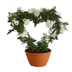 Jasminblütiger Nachtschatten, Herz