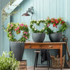 Jasminblütiger Nachtschatten, Herz -Angebote Biohort Store 8585994 WE MO 001 NachtschattenSolanumJasmionides