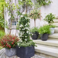 Jasminblütiger Nachtschatten, Stämmchen -Angebote Biohort Store 8586083 WE MO 001 DipladeniaFuchsie