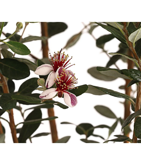 Brasilianische Guave 4 Brasilianische Guave – Bild 2