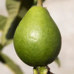 Brasilianische Guave 9 Brasilianische Guave -Angebote Biohort Store 8586158 WE DE 002 BrasilianischeGuaveFrucht