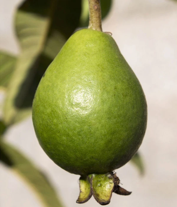 Brasilianische Guave 6 Brasilianische Guave – Bild 4