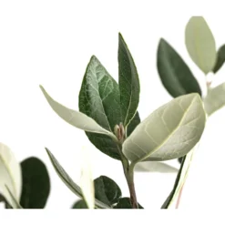 Brasilianische Guave 8 Brasilianische Guave -Angebote Biohort Store 8586158 WE DE 002 FeijoaSelowianaBuschT24BrasilianischeGuave