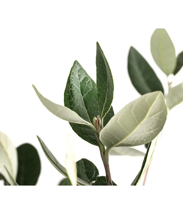 Brasilianische Guave 5 Brasilianische Guave – Bild 3