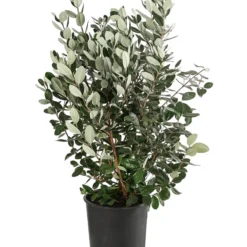 Brasilianische Guave