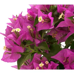 Drillingsblume, Ministamm -Angebote Biohort Store 8586844 WE DE 001 BougainvilleaMinistammT18DrillingsblumeDehnerExpressHerzig